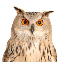 Eagle owl isolated on a white background