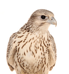 Falcon isolated on a white background