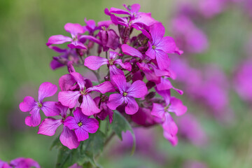 Fototapeta na wymiar Close up of honesty (lunaria annua) flowers in bloom