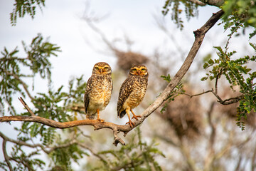 A pair of burrowing owls perched on a tree branch in their natural habitat in the Brazilian cerrado biome