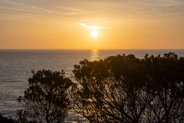 sunrise or sunset over the mediterranean sea, mallorca, spain - some trees in the foreground