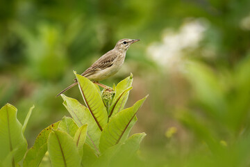 Tawny Pipit - Anthus campestris medium-large passerine bird, breeds in central Palearctic from northwest Africa and Portugal to Central Siberia and Inner Mongolia, migrant moving in winter, grassland