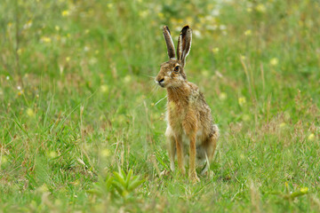Brown Hare - Lepus europaeus, European hare, species of hare native to Europe and parts of Asia. It is among the largest hare species and is adapted to temperate, open country. Hares are herbivorous