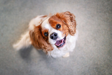 Cavalier King Charles Spaniel sitting down but looking up at the camera. He is happy with his mouth slightly open smiling.