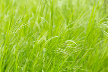 Spring grass field as background