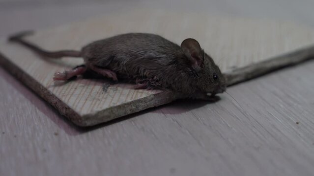 Top view of mouse trying to escape on sticky trap. Focus on the head and eyes.