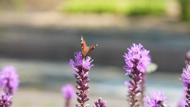 Butterflies and bees on meadow flowers swaying beautifully in the wind. pollination of plants. Summer sunny day. Slow motion 4k