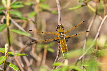 Four-spotted Chaser, (Four-spotted Skimmer) (Libullela quadrimaculata), perched, British Colombia, Canada.
