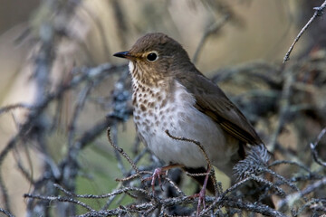 Swainson's thrush (Catharus ustulatus), perched in a tree, British Colombia, Canada.