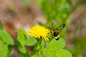 Snowberry Clearwing moth (Hemaris diffinis) at a dandelion flower, British Colombia, Canada.