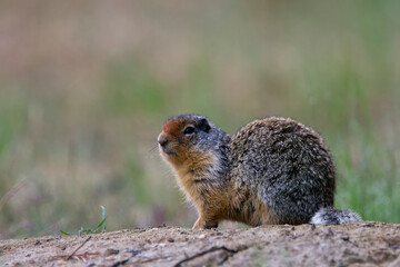 Naklejka na ściany i meble Columbian Ground Squirrel, (Spermophilus columbianus), British Colombia, Canada.