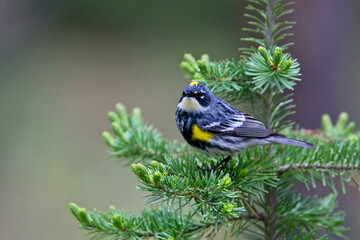 Yellow-rumped Warbler (Setophaga coronata), male, (Myrtle x Aububon), British Colombia, Canada.