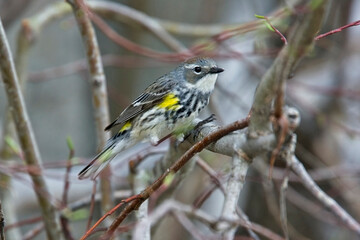 Yellow-rumped Warbler (Setophaga coronata), female, British Colombia, Canada.