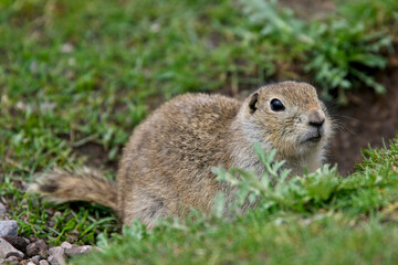 Black-tailed Prairie Dog (Cynomys ludovicianus), Alberta, Canada.