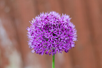 close up of a purple flower