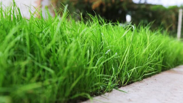 Close-up side view of a green lush lawn and blind area near house. Dense grass. Walking path. Detail of landscape design. Video footage HD. Concrete way. Fresh garden plant. Cement sidewalk. Macro.