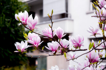 Pink and white magnolia flowers blossoming on branch