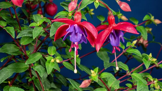 Blooming Fuchsia Time Lapse. Beautiful Red Fowers of Fuchsia Blossoming on Dark Blue Background With Moving Green Leaves. Moving Stamens and Pistil While Opening Flower