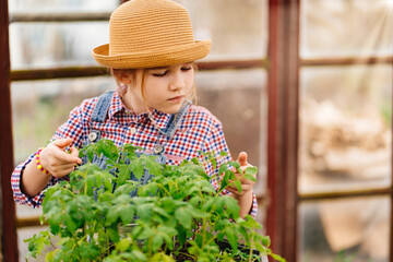 a little girl in a hat looks at the seedlings in the greenhouse.