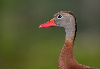 close up of a duck