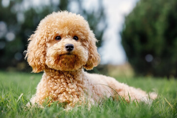 Apricot puppy, small poodle dog posing in front of camera. Laying on the grass background, resting,...