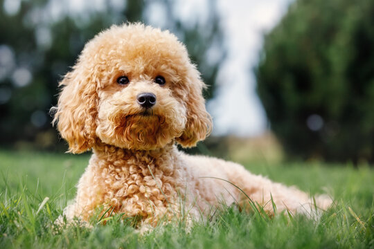 Apricot puppy, small poodle dog posing in front of camera. Laying on the grass background, resting, small dog cute pose.