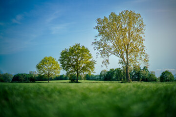 Three trees in line . Beauty of simplicity