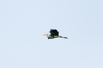 Ardea cinerea - Grey heron - Héron cendré