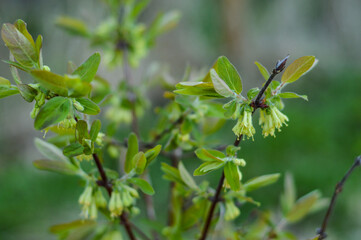 Flowering white-yellow Honeysuckle. Lonicera japonica Thunb or Japanese honeysuckle yellow and white flower in garden