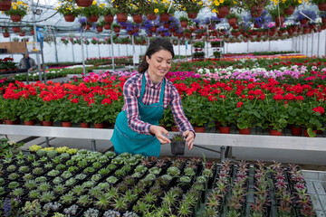 Female florist cultivating succulents in a greenhouse.