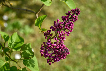 Flieder, Muttertag, blühen, Blüte, Blüten, Zierstrauch, Strauch, Busch, violett, Blütezeit, Blütenstand, Mai, Ast, Äste, Blatt, Blätter, Frühling, Sommergrün, Baum, Zweig, Zweige, radialsymmetrisch, v