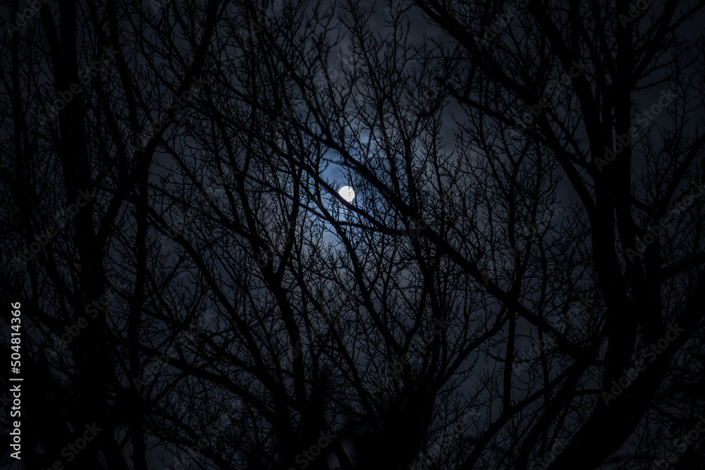 Wall mural the full moon in cloudy sky seen through branches of trees at night