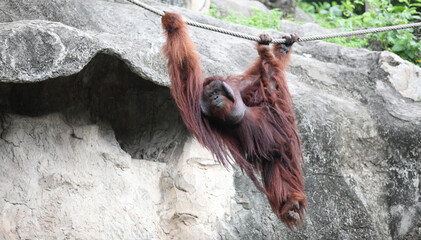 orangutan monkey  wildlife with nature background