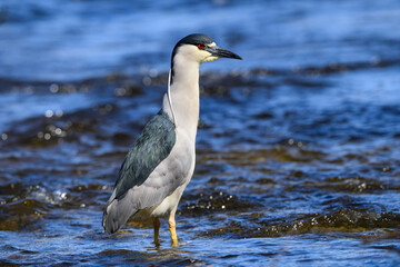 Black-crowned Night Heron standing in blue water , closeup portrait