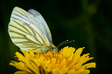 Green-veined White feeding from Dandelion. Macro shot. Selective focus