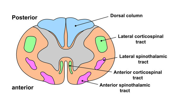 Scientific Designing of Spinal Cord Anatomy. Cervical Spinal Cord Structure. Colorful Symbols. Vector Illustration.
