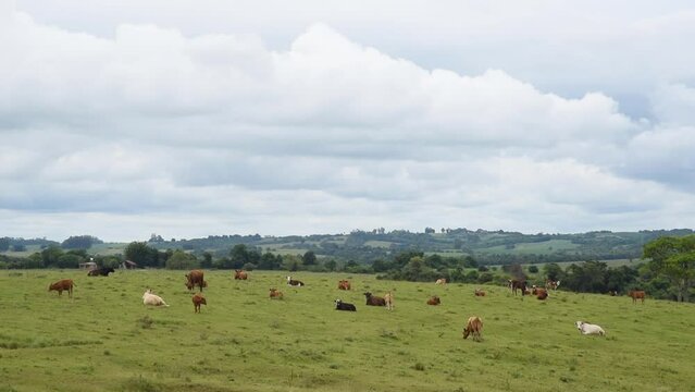 Extensive cattle ranching in the fields of the Pampa biome in southern Brazil