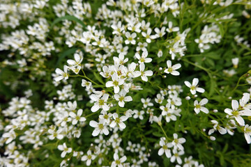 Bitteres Schaumkraut (Cardamine amara), Falsche Brunnenkresse