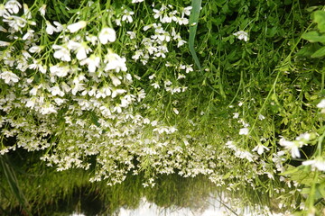 Bitteres Schaumkraut (Cardamine amara), Falsche Brunnenkresse