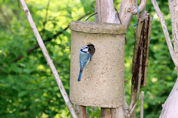 Blaumeise (Cyanistes caeruleus, Syn. Parus caeruleus)