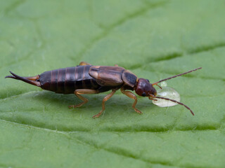 P5110111 side view of female European earwig, Forficula auricularia, drinking honey cECP 2022