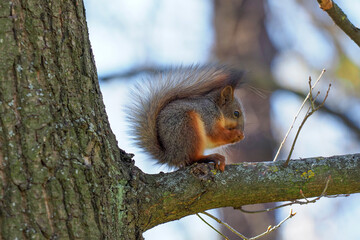 Red squirrel sits on a tree branch and nibbles on nut