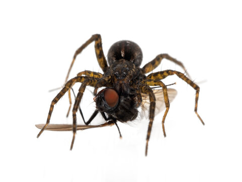 P5110109  a female wolf spider, Pardosa vancouveri, feeding on a fly, isolated cECP 2022