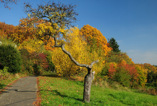 Colorful Foliage In Ruppertshain Zauberberg Hesse Germany On A Beautiful Sunny Autumn Day With A Clear Blue Sky