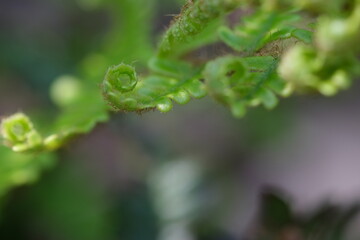 Beautiful close-up of fresh green young wild fern bud in spiral form, selective macro focus. Curly leaf of fern in the forest, macro with shallow dof