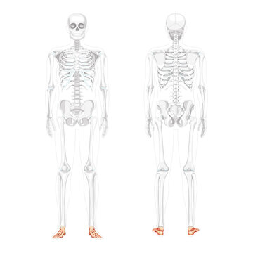 Foot and ankle Bones Skeleton Human front back view with partly transparent bones position. Set of realistic flat natural color concept Vector illustration of anatomy isolated on white background