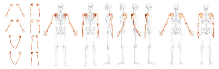 Set of Skeleton upper limb Arms with Shoulder girdle Human front back side view with partly transparent bones position. Hands, clavicle, scapula, forearms realistic flat Vector illustration of anatomy - obrazy, fototapety, plakaty