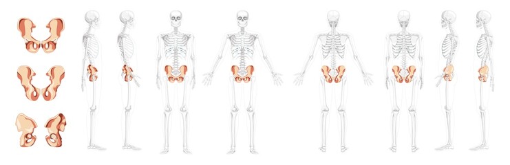 Set of Skeleton Pelvis hip bone Human front back side view with partly transparent bones position. 3D Realistic flat natural color concept Vector illustration of anatomy isolated on white background - obrazy, fototapety, plakaty