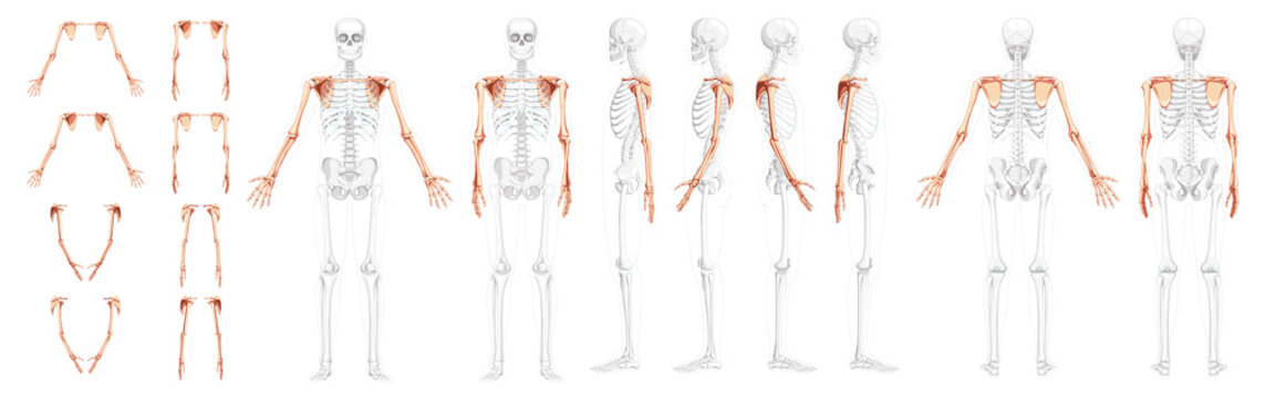 SHOULDER GIRDLE and UPPER EXTREMITY - POSTURE GEEK
