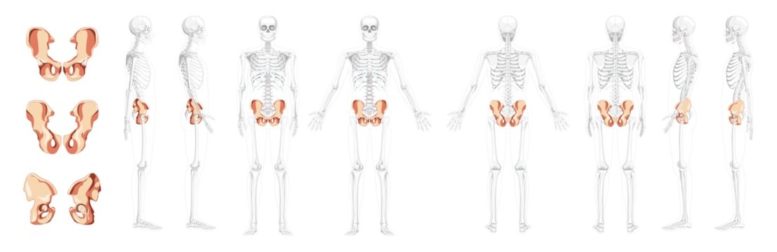 Set of Skeleton Pelvis hip bone Human front back side view with partly transparent bones position. 3D Realistic flat natural color concept Vector illustration of anatomy isolated on white background